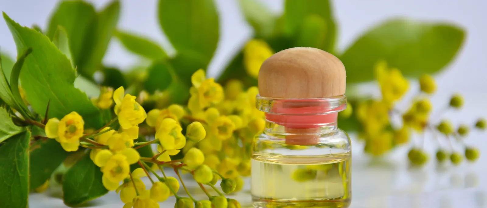 Massageöl in Glasflasche mit Holzdeckel neben gelben Blüten und grünen Blättern