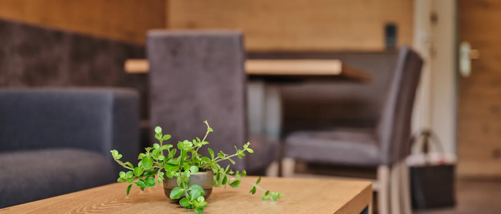 Plant on wooden table, behind it grey chairs and bench in modern room