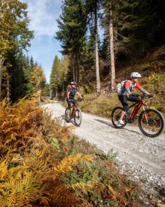 Mountain bikers ride along a forest path past ferns