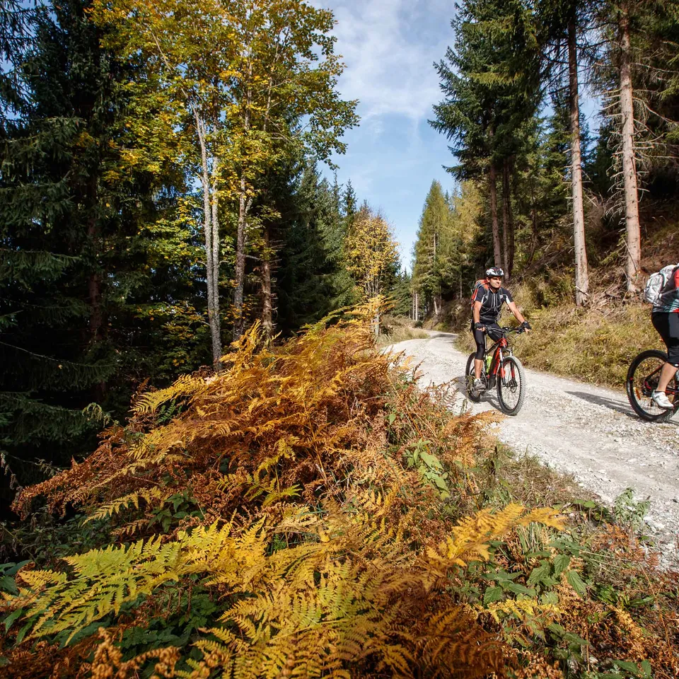 Mountainbiker fahren auf Waldweg an Farn vorbei