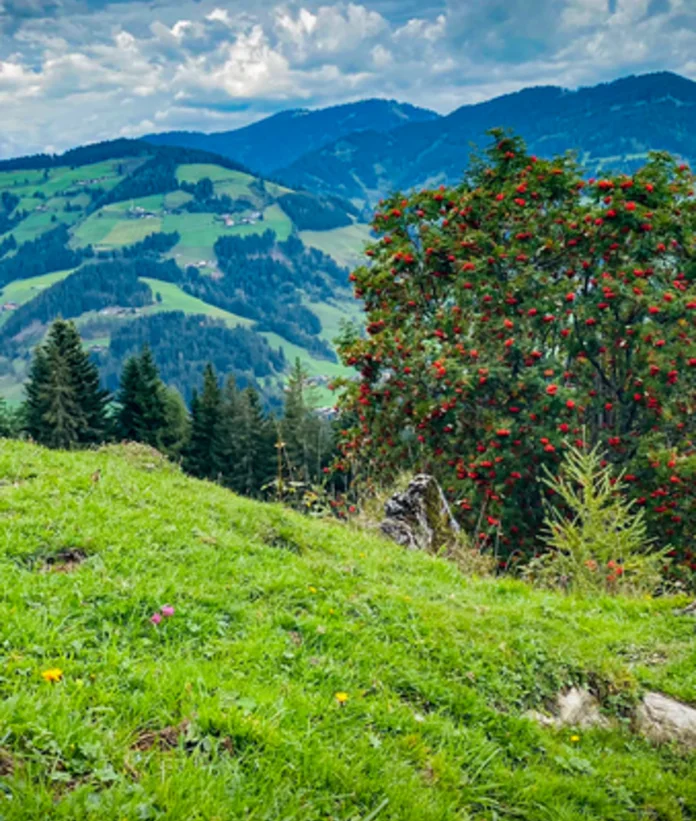 Green meadow with tree and red berries in front of wooded mountains under blue sky with clouds