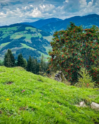 Grüne Wiese mit Baum und roten Beeren vor bewaldeten Bergen unter blauem Himmel mit Wolken