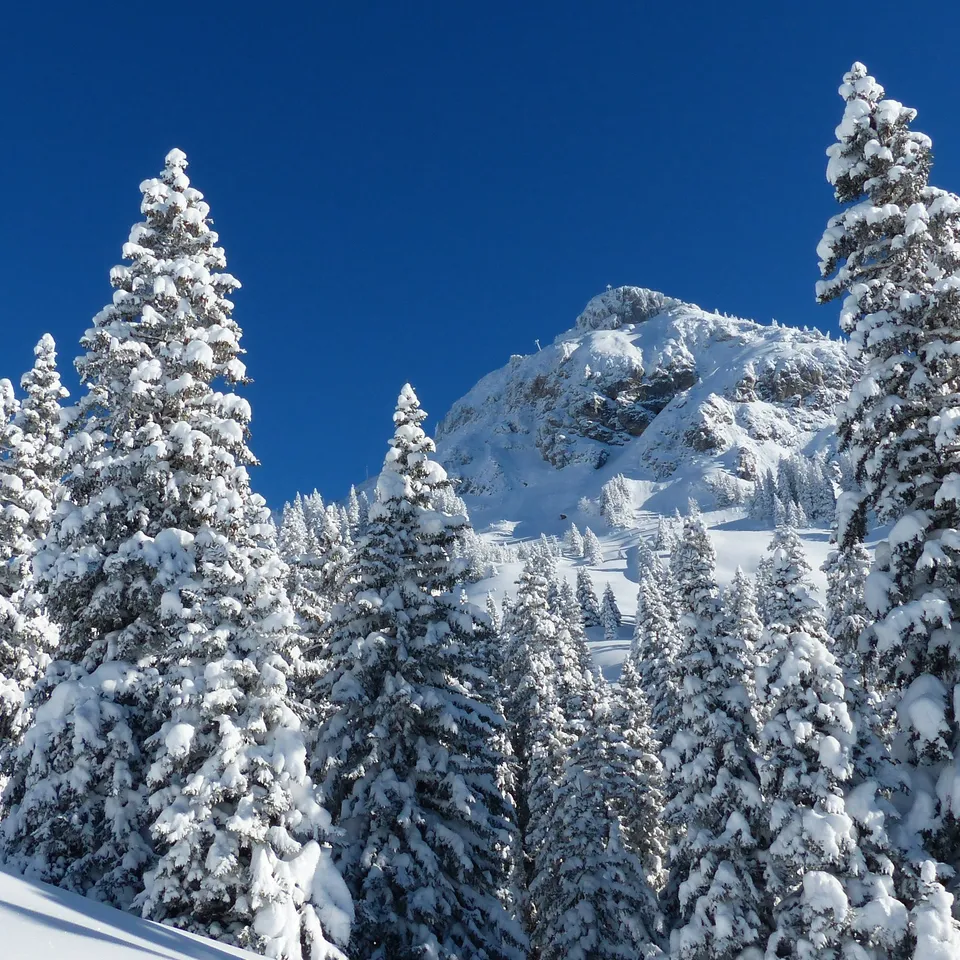 Verschneite Tannenbäume vor blauem Himmel und schneebedecktem Berg