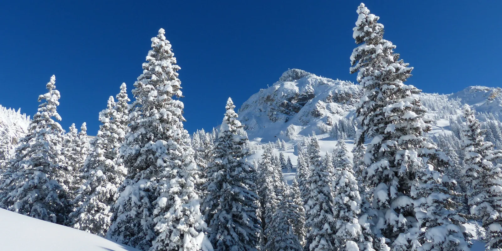 Verschneite Tannenbäume vor blauem Himmel und schneebedecktem Berg