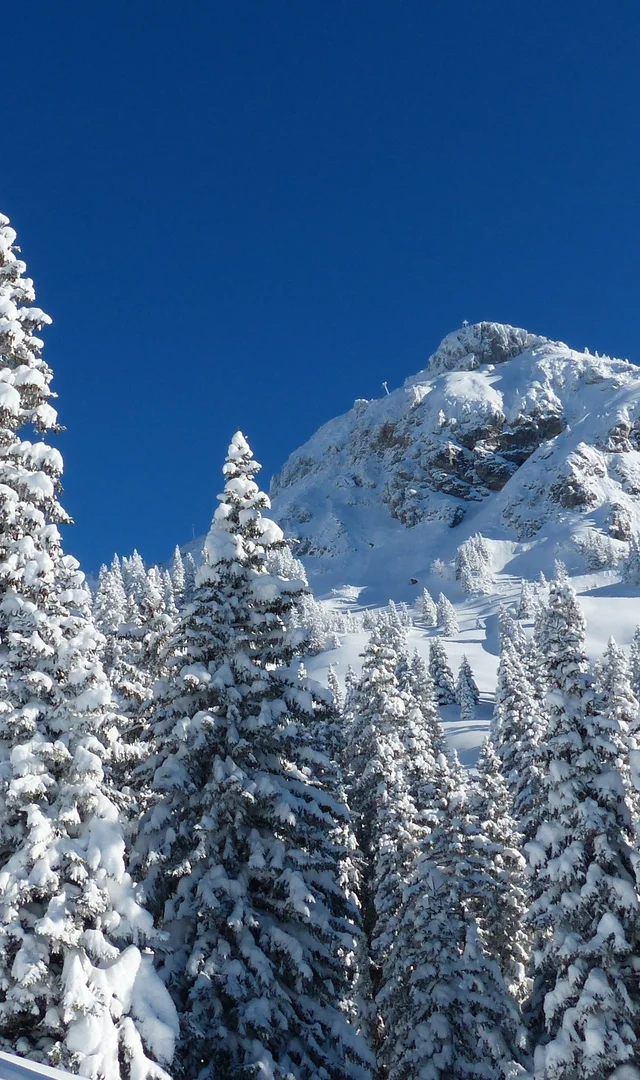 Verschneite Tannenbäume vor blauem Himmel und schneebedecktem Berg